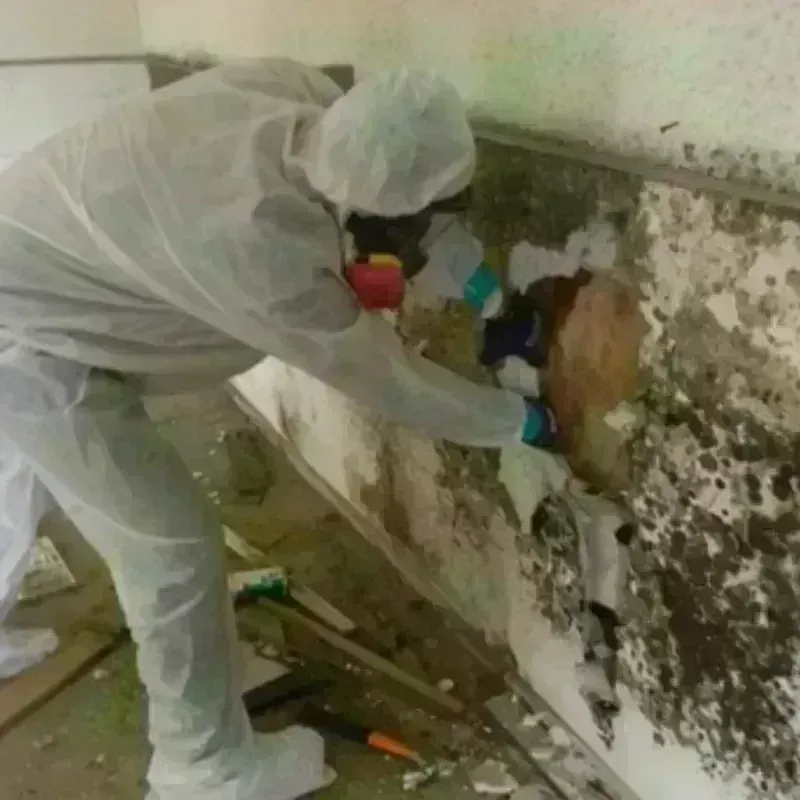 Mold Remediation and Removal in Grand Ronde, OR